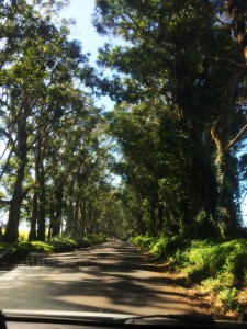 Eucalyptus bridge